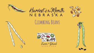 Harvest of the Month: Climbing Beans