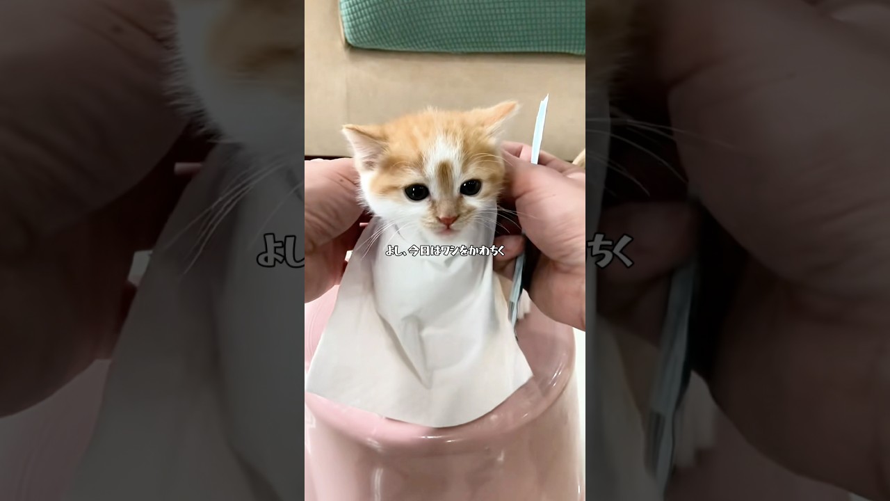 かわちぃが口癖のネコ