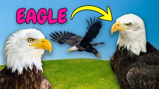 O Som dos Animais  Conheça a Águia  Som de Águia