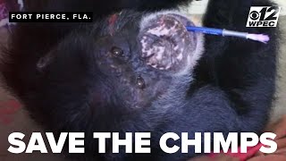 Florida chimpanzee rescue: Inside Fort Pierce’s Save the Chimps sanctuary & Limbani’s new life