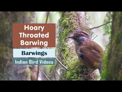 Prúžkavec sivohrdlý (Actinodura nipalensis) — video o speve a chove