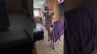 Deer core🤣They are very calm😅 #living_life #cute #viralvideo #animals #deer #shorts