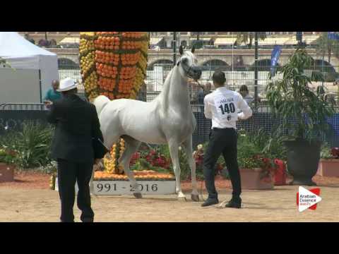 N.140 WH YORK - Menton 2016 - Stallions 8+ years old (Class 10)