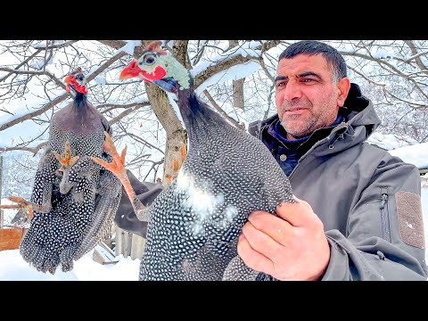 Roasted GUINEA FOWL in Wilderness Snowy Mountains - Relaxing Cooking