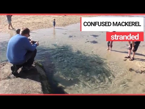 Makreller fanget i tidevandslomme