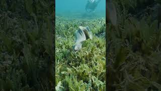Moray eel attack.#underwatervideo #nature #divingredsea