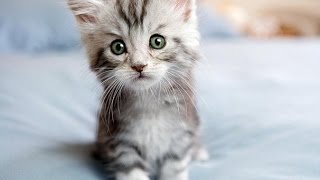 Tips for first time cat owners