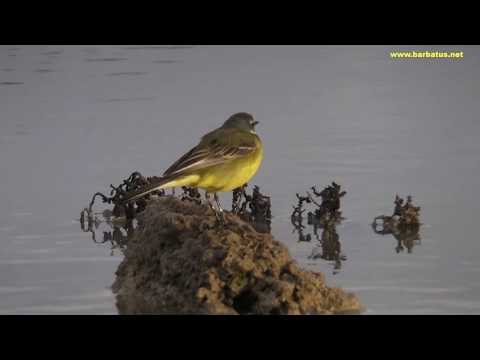Lavandera cascadeña ( Motacilla cinerea ) Grey W