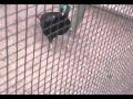 Himalayan Monal Vs Mauritius Pink Pigeon