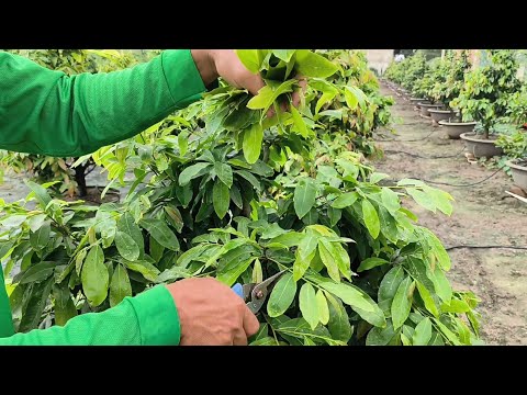 🌟THỜI ĐIỂM CHẶN ĐỌT CƠI 2 CHO CÂY MAI 🌲