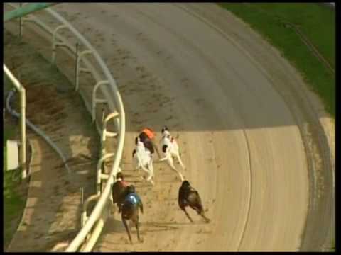 2017 CORAL PUPPY TROPHY - HEAT 1 - T5 YOUNG LORD