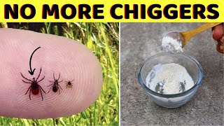 How to get rid of chiggers in your home and keep them away for good