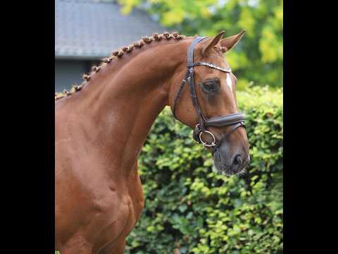 Jabulani Isriwica (CHAMAN x LORD Z) - Video 6 video thumbnail