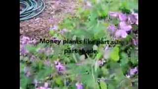 preview picture of video 'Money plant Identification and Information'