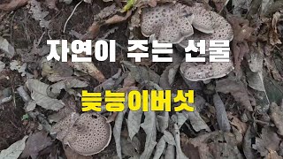 늦능이버섯산행  양지쪽 가서 늦능이버섯 만나고 왔슈  능이버섯찾는 시골농부 