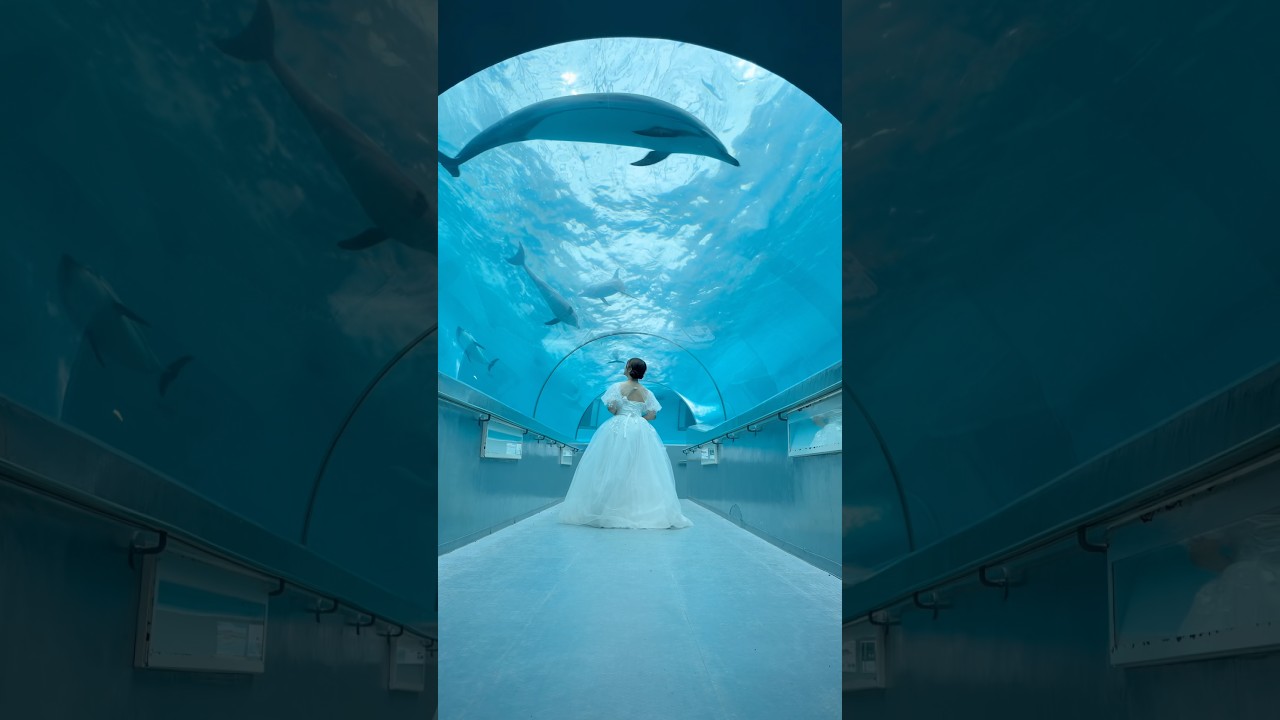 くぐった途端にイルカ達が泳ぎ出して、お祝いしてくれたみたいで嬉しかったなあ