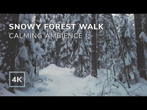 Walking in Snowy Forest | Calming Winter Ambient | 1 Hour | 4K