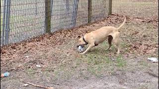 Video preview image #1 American Pit Bull Terrier-Labrador Retriever Mix Puppy For Sale in Camden, SC, USA