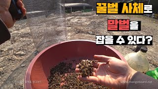 죽은 꿀벌 활용하기
