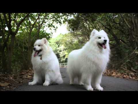 Music by: Thiaz Itch