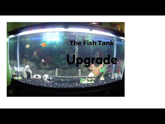 My 55 Gallon Freshwater Tropical fish tank