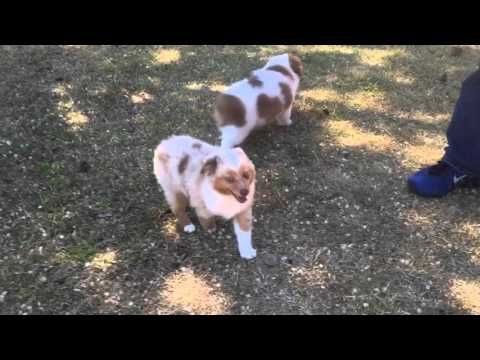 Kate's puppies play at Lindsey's Aussies