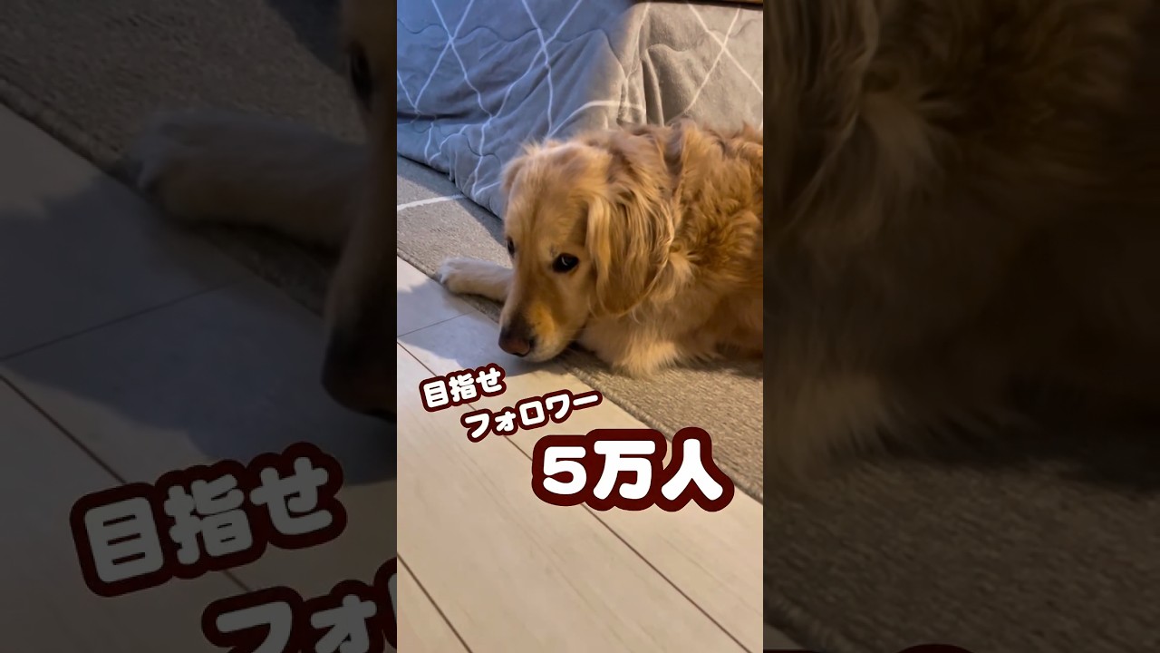 無謀な目標 #ゴールデンレトリバー #大型犬のいる生活 #goldenretreiver