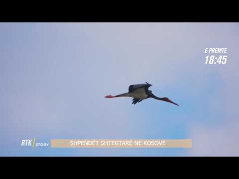 Promo - RTK STORY - SHPENDËT SHTEGTARË