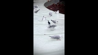 Birds in the City - Jia Jia Chen