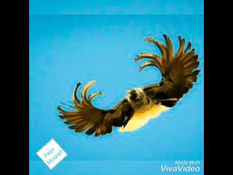 , title : 'PIGEONS LE HAUT VOLANT DE NIKOLAIEV / Pigeon High-flying Nikolaev /حمام نيكولايڤ طيار الاوكراني'