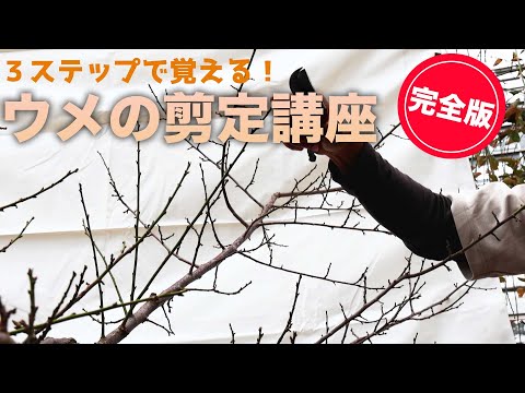 梅の木を切る:こうすれば上手に剪定できます 庭の練習