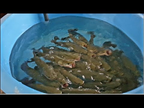 criadero de ARAPAIMAS GIGAS bebes (paiche o pirarucu) 4K - UHD