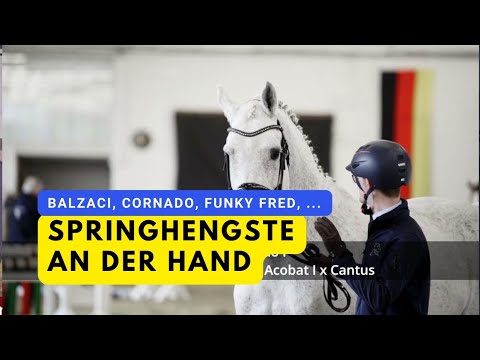 Cornado I,  Balzaci, Funky Fred, Diathago & Capistrano - Züchtersonntag 2024