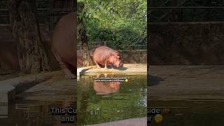 Hippo&#39;s Quick Bathroom Break by the Pond! 🚽🦛 #shorts #youtubeshorts