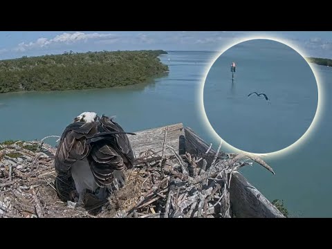 Captiva Osprey Cam | Intruder near Lena's eggs, Andy go after him | 13.01.2022