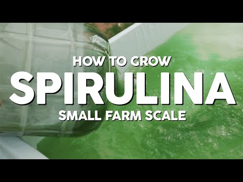 How to Grow Spirulina - Small Farm Scale (Mini Doc pt1)