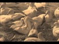 Bird Wmv