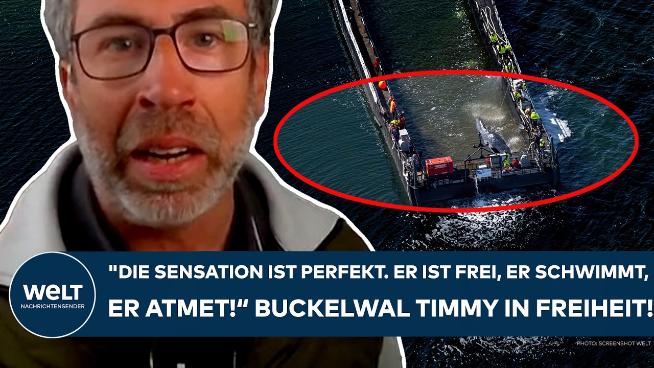 NORDSEE: Buckelwal Timmy ist frei! "Die Sensation ist perfekt. Er ist frei, er schwimmt, er atmet!“
