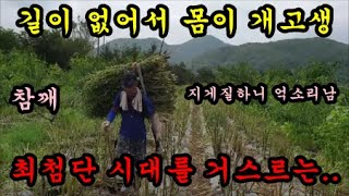 국산참깨를 수확해서 옛날방식으로 지게질로 옮겨보았습니다