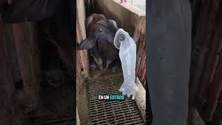 EL MÉTODO DE EMERGENCIA que pocos se atreven a mostrar! 🚨