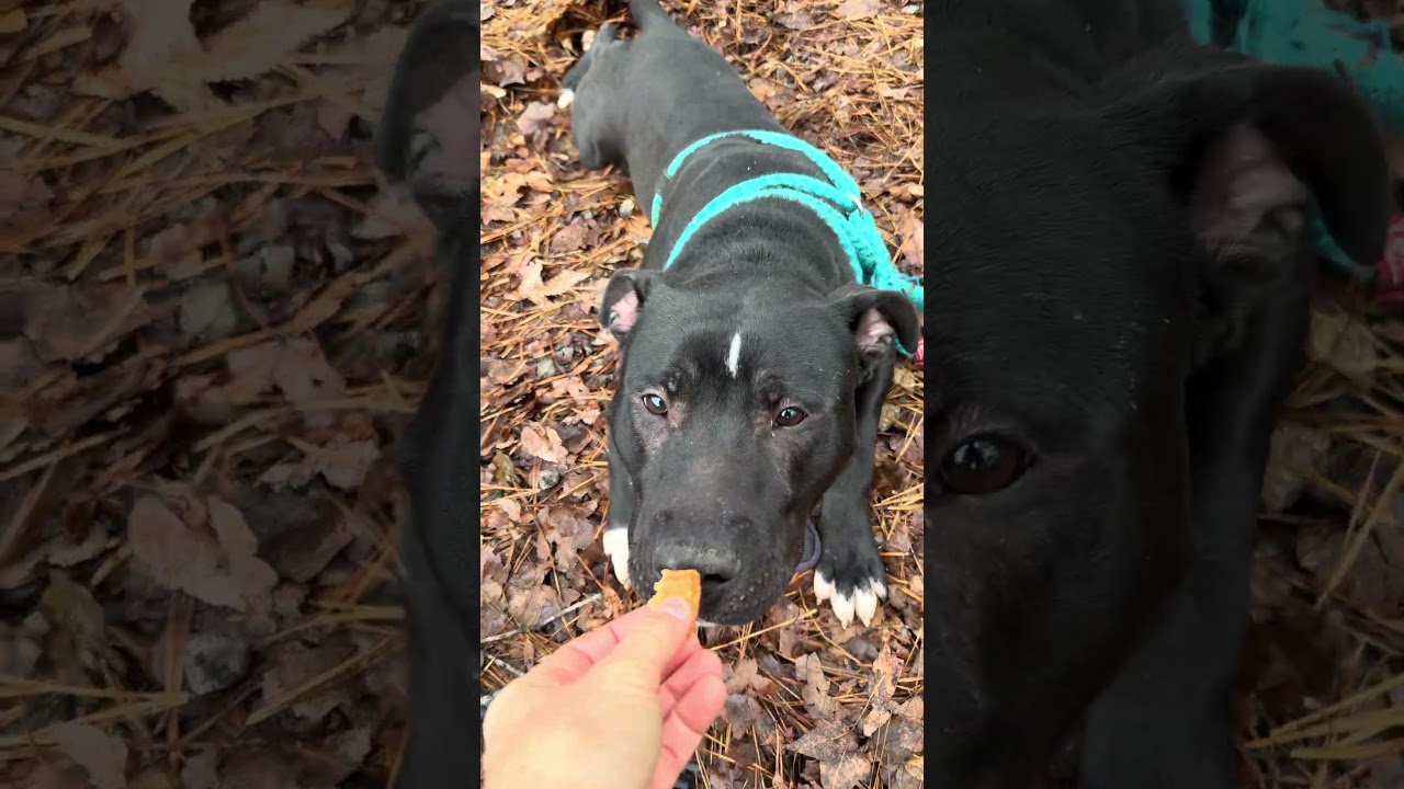 Enlarge VOLKS, a other mixed breed in Marietta, GA video 5/6