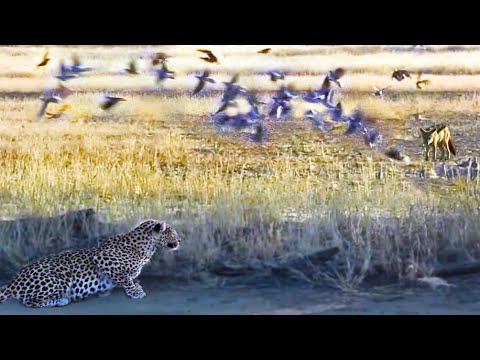 LEOPARD HUNTING JACKAL THAT IS HUNTING BIRDS