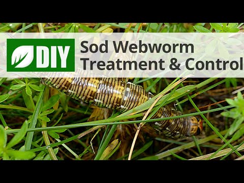  Sod Webworm Treatment and Control  Video 