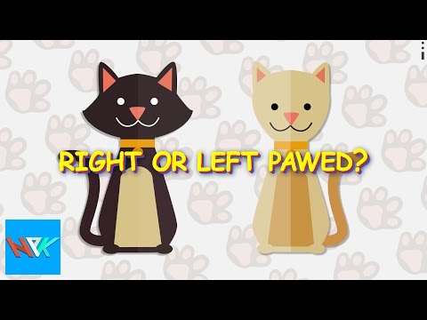 Right or Left Handed Cats? | Animal Facts - Cat Facts