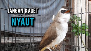 Download lagu trucukan gacor TARUNG ROPEL PANJANG pancingan trucukan agar bunyi jadikan burung trucuk gacor NYAUT mp3
