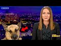 Best Dogs Work From Home News Bloopers DEFAULT Thumbnail