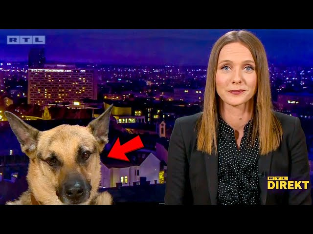 Best Dogs Work From Home News Bloopers SDDEFAULT Thumbnail