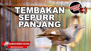 Download lagu 🔴Masteran Murai Air Gacor Panjang Sepur❗️ mp3 Download lagu 🔴Masteran Murai Air Gacor Panjang Sepur❗️ mp3