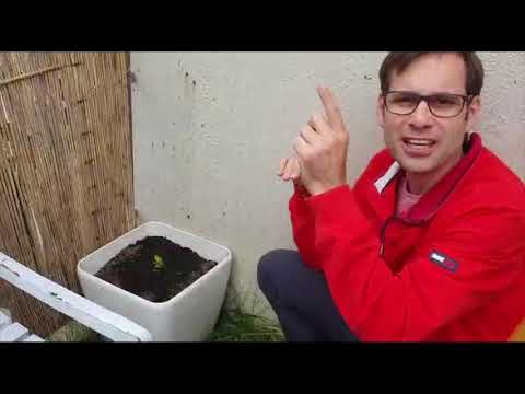 Impuls aus dem Pfarrgarten (7. Juni)