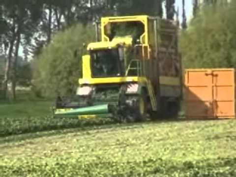 Degandt: Spinazie maaien.